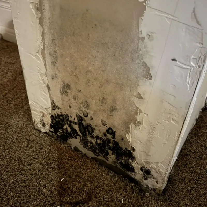 Professional Mold Removal in South Laurel, MD